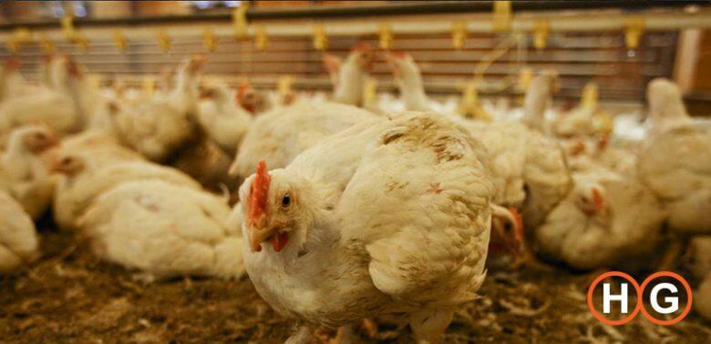 Factory-farmed chicken off the menu