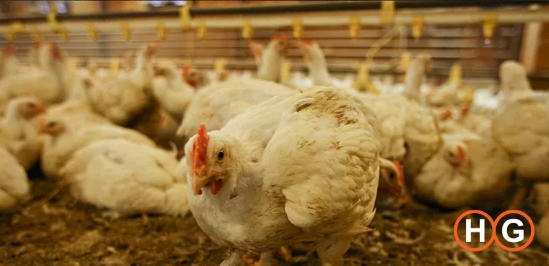 Factory-farmed chicken off the menu