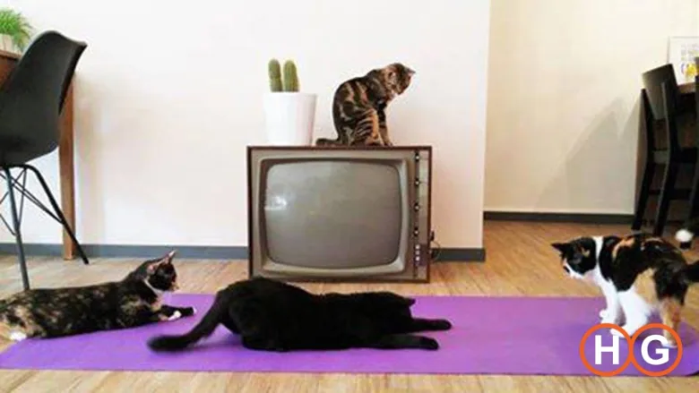 Yoga at cat cafe Op z’n Kop
