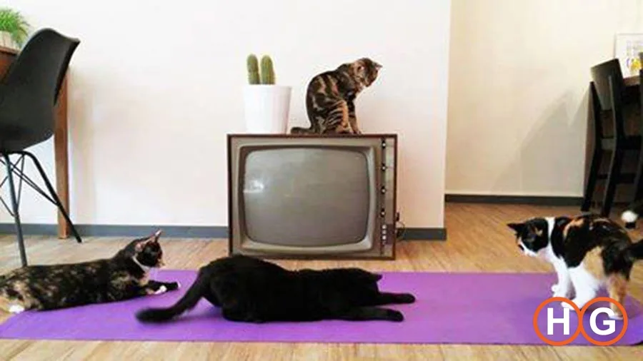 Yoga at cat cafe Op z&rsquo;n Kop